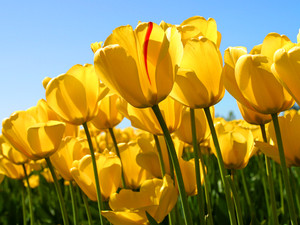 Tulips_3