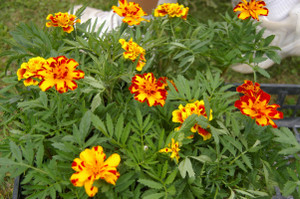 S_imgp9946